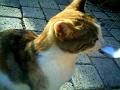 Caramel 09-04 003
